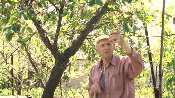 Senior mannen tittar på blommande träden i trädgården — Stockvideo