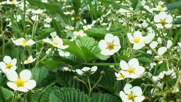 Blühende Erdbeeren im Garten aus nächster Nähe — Stockvideo