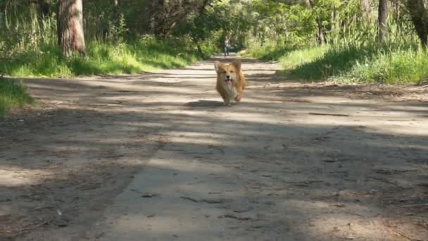 Liten rolig corgi fluffig valp promenader utomhus — Stockvideo