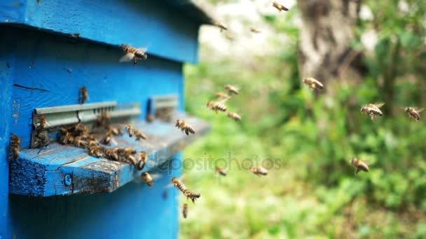 Abejas volando dentro y fuera de la colmena vista de cerca — Vídeo de stock