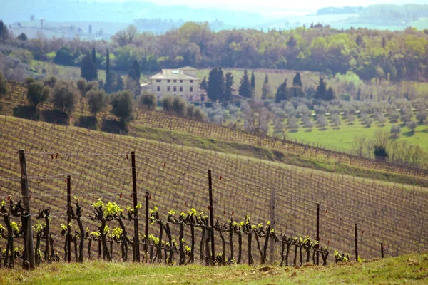 Weinberge in der Toskana — Stockfoto