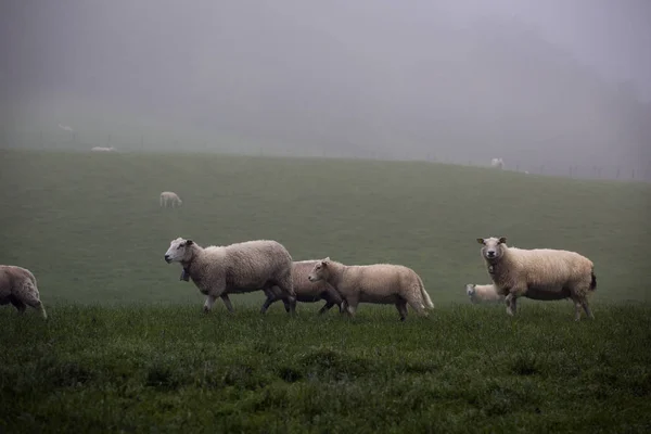 Pecora al pascolo — Foto Stock