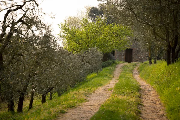 Ulivi in Toscana — Foto Stock