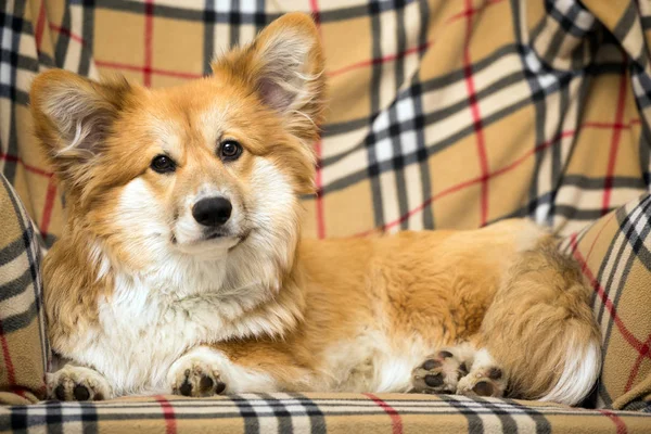 Corgi acostado en una silla — Foto de Stock