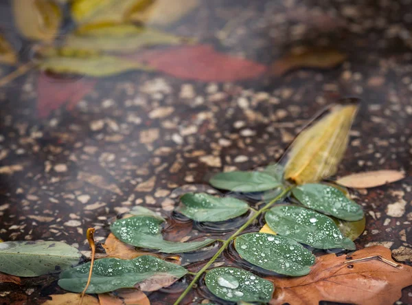 Herfstbladeren op de plas — Stockfoto