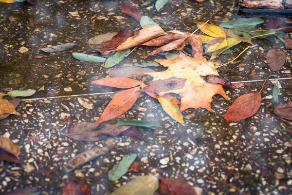 Jesienne liście, w kałuży — Zdjęcie stockowe