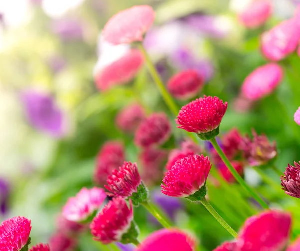 Mehrfarbiger Chrysanthemen-Hintergrund — Stockfoto