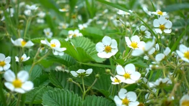 Flowers  of blooming strawberry at the garden close up — Stock Video
