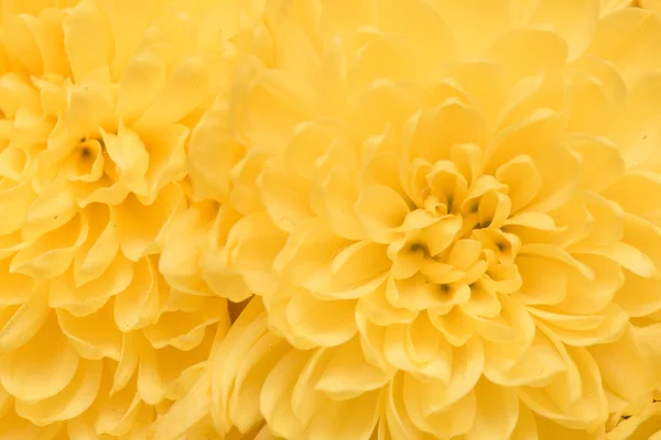 Fondo de crisantemo amarillo —  Fotos de Stock