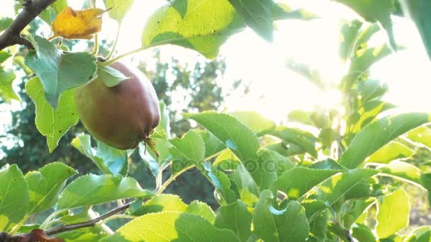 Apple tuin bij het licht van het instellen van de zon — Stockvideo