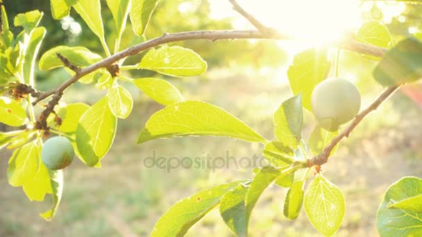 Jardín de ciruelo a la luz del sol poniente — Vídeos de Stock