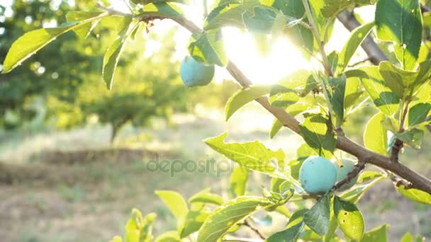 Pruimenboom tuin bij het licht van het instellen van de zon — Stockvideo