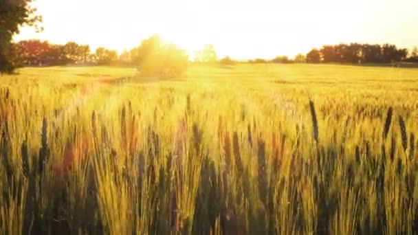 Campo de trigo de la tarde con los rayos dorados de la luz del sol — Vídeo de stock