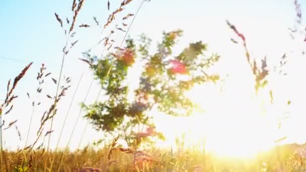 Grasland im Wind bei Sonnenuntergang — Stockvideo