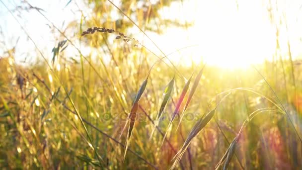 Gräsmark på vinden i solnedgången tid — Stockvideo