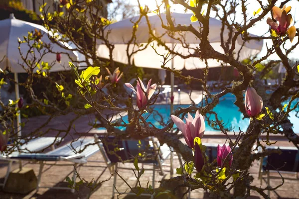 Beautiful blooming magnolia — Stock Photo, Image