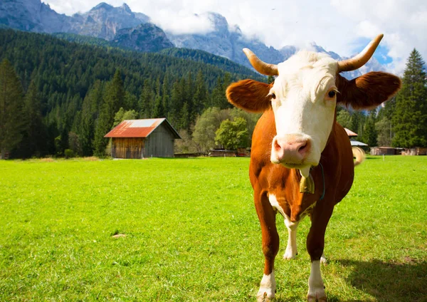 Krowy w górach — Zdjęcie stockowe
