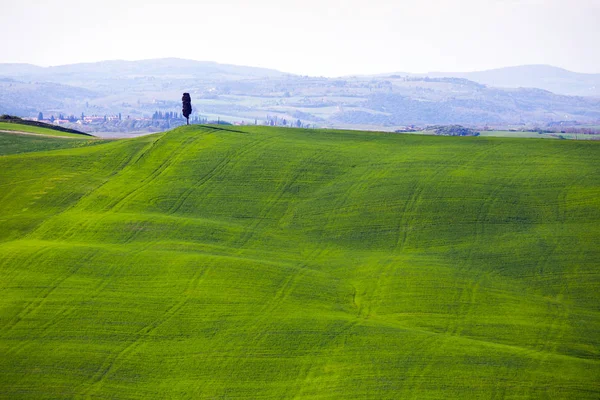 Typical Tuscan landscape - green waves — Stock Photo, Image