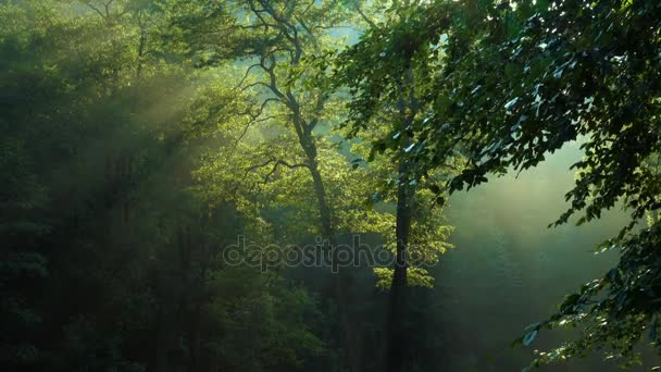 Arbres forestiers matinaux avec lever des rayons de soleil après la pluie — Video