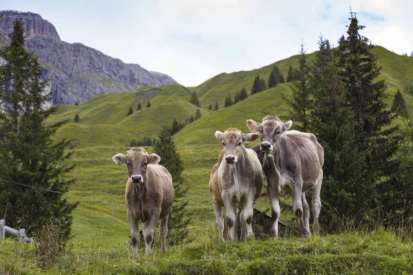 Krávy na horských pastvinách — Stock fotografie