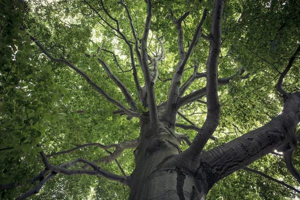 Kayın ağacının Yayilim taç — Stok fotoğraf