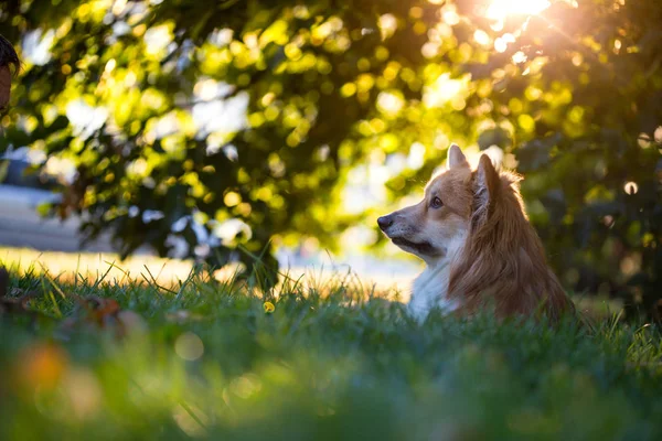 Portret puszysty Corgi — Zdjęcie stockowe