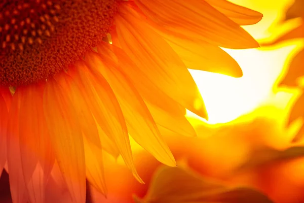 Girassol flor ao pôr-do-sol — Fotografia de Stock