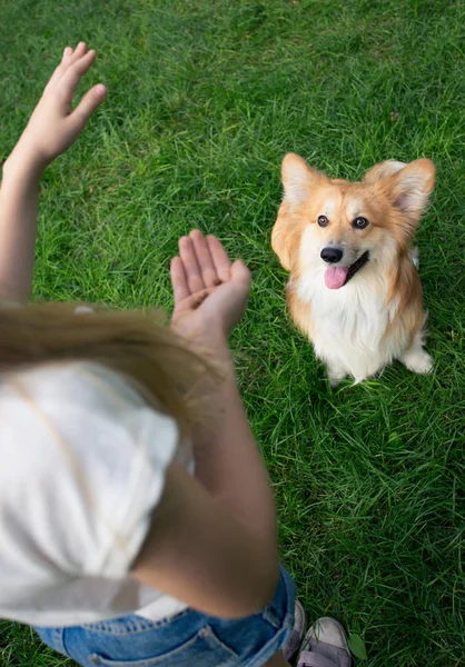 Küçük kız bir köpek eğitim — Stok fotoğraf