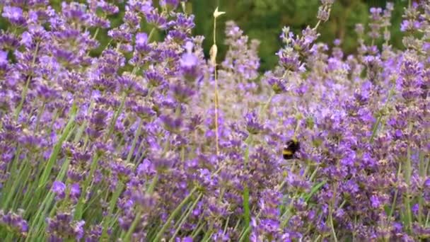 Flores de lavanda en flor con abejorros voladores — Vídeos de Stock