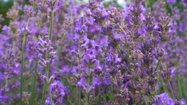 Blommande lavendelblommor med flygande humlor — Stockvideo