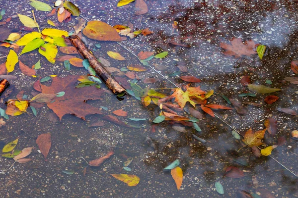 Autumn leaves  at the puddle — Stock Photo, Image