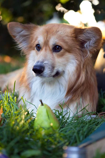 Portret puszysty Corgi — Zdjęcie stockowe