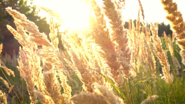 Louky a pastviny na větru v době západu slunce — Stock video