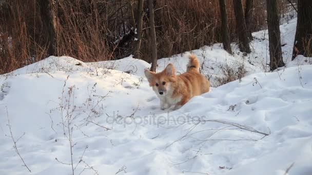 Маленький забавный пушистый щенок Корги гуляет на улице в зимний день — стоковое видео