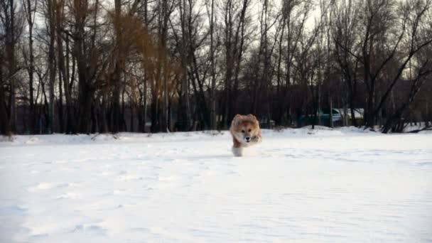 Kleiner lustiger Corgi flauschiger Welpe, der am Wintertag draußen spaziert — Stockvideo