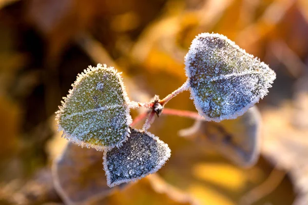 The autumn background — Stock Photo, Image