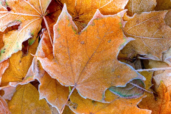 Lo sfondo autunnale — Foto Stock