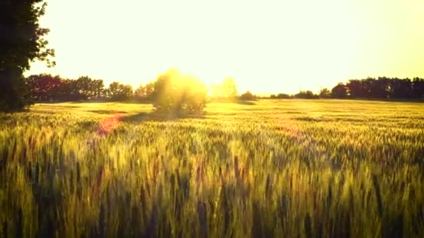 Вечірнє пшеничне поле з золотими променями сонячного світла — стокове відео