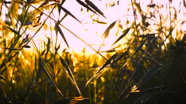 Grassland at the wind at the sunset time — Stock Video