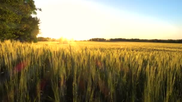 Campo de trigo da tarde com as vigas de ouro da luz solar — Vídeo de Stock