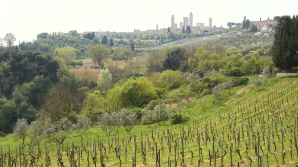 Viñedos de Toscana — Vídeo de stock