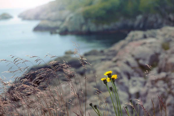 Flores e grama junto ao mar — Fotografia de Stock