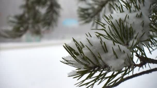 冷杉针覆盖着雪和离焦雪路上的汽车 — 图库视频影像