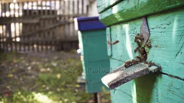 Bienen fliegen in und aus Bienenkorb Nahaufnahme — Stockvideo