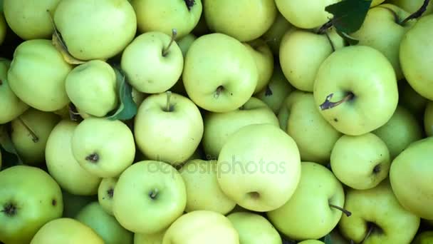 Meisjes handen stapelen een oogst van groene appels in de vakken — Stockvideo