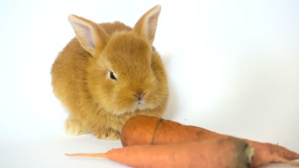 Conejo rojo con la zanahoria sentada sobre un fondo blanco — Vídeos de Stock