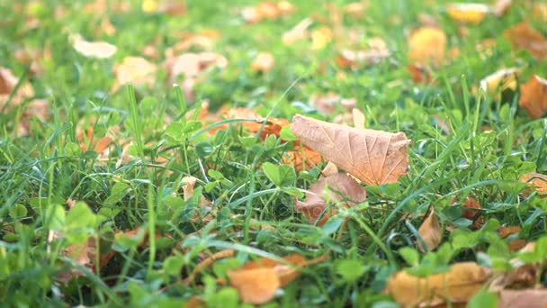 Жовте листя на зеленій траві в осінньому парку — стокове відео