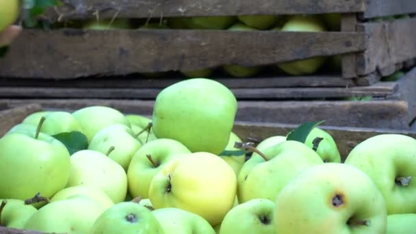 Girls hands stacking a harvest of green apples into the boxes — Stock Video