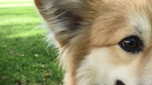 Funny welsh corgi fluffy dog walking outdoors — Stock Video