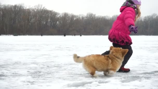 Смешной пушистый щенок Корги гуляет с маленькой девочкой на открытом воздухе — стоковое видео